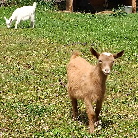 Pod Grapa Holiday home *