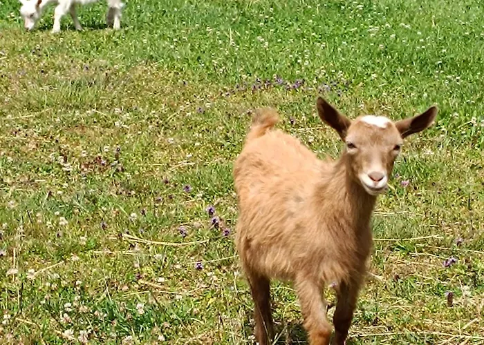 Pod Grapa Holiday home *