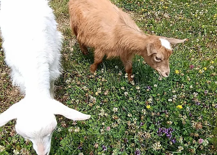 Holiday home Pod Grapa *